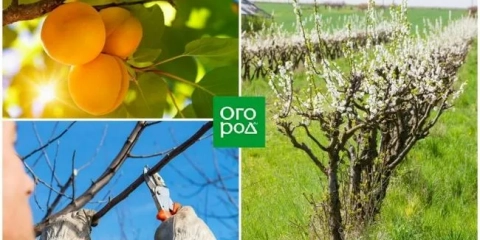 Од расад до возрасно дрво - сè за пролетното градинарство на кајсии