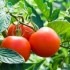 14 Најчести прашања во врска со доматите