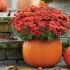 5 Есенски композиции од цвеќиња за одгледување во контејнери