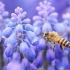 6 Тајни на цветната градина што привлекува пчели
