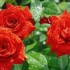 9 Најдобри сорти на хибридни рози-имиња, фотографии, опис