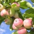 Болести и штетници од јаболкници
