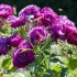 Виолетова рози во градината