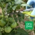 Формирање и обработка на домати во топлината: како да не се остави без култура
