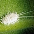 Фотографии од прашкаст црв на затворени растенија, методи на превенција и средства за борба против него