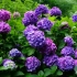 Hydrangea е најдобрите сорти за руската градина