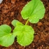 Кокос подлога за семе и садници - како да се подготви и користи