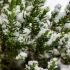 Лавандата не зима: како да се спаси цвет од мраз