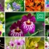 Орхидеи - убави и различни (30 фотографии)