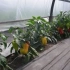 Карактеристики на одгледување слатка пиперка во стаклена градина