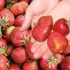Топ-10 од најголемите јагоди кои не бараат честа трансплантација (описи и фотографии)