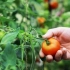 Грешки во топ-40 кога одгледуваат домати: гребло на кој скоро сите