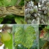 Топ-5 од најопасните заболувања на грозјето