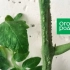 Пукнатини на стеблото на доматите - што е тоа и како да им помогнете на растенијата