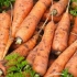 Изберете најразлични моркови за секој вкус во градината